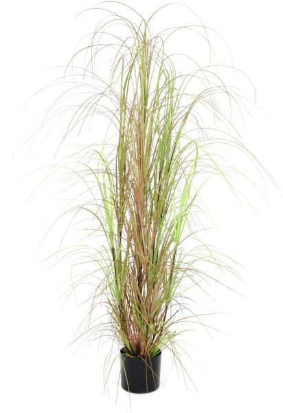 EUROPALMS Grasbusch, 150cm