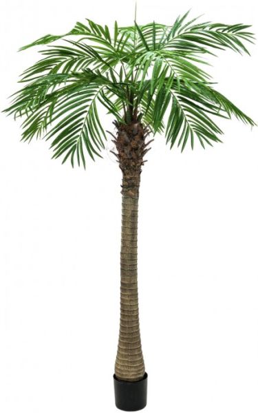 EUROPALMS Phönixpalme luxor, 240cm -B-Stock-