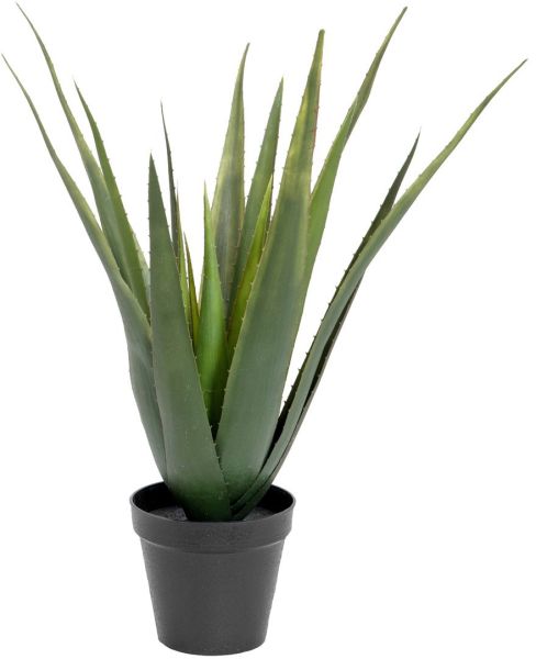 EUROPALMS Aloe-Vera Pflanze, 60cm