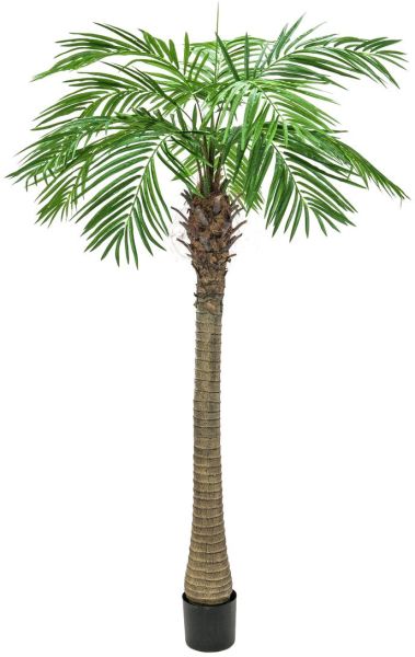 EUROPALMS Phönixpalme luxor, 150cm