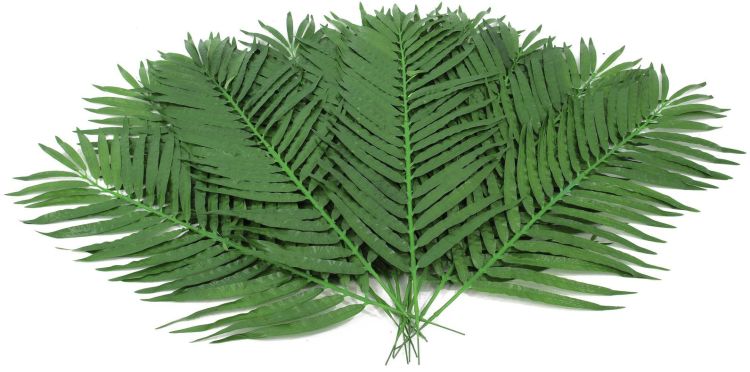 EUROPALMS Kokos-Palmwedel 110cm 12x