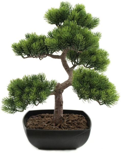 EUROPALMS Bonsai-Pinie, 50cm