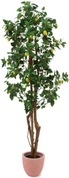 EUROPALMS Zitronenbaum, 180cm -B-Stock-