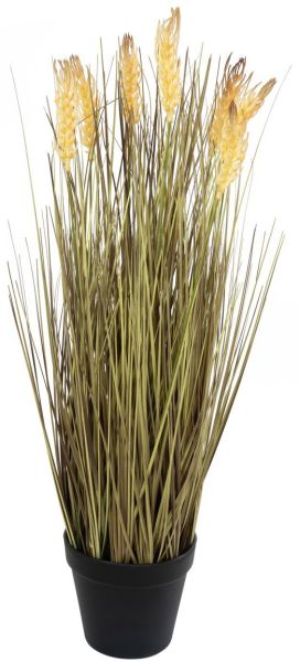 EUROPALMS Weizen erntereif 60cm