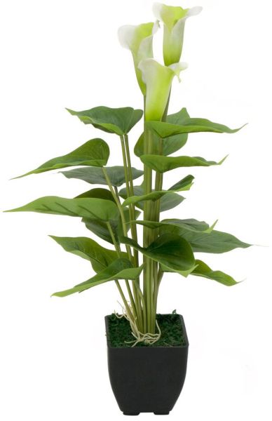 EUROPALMS Calla mini, weiß, 43cm