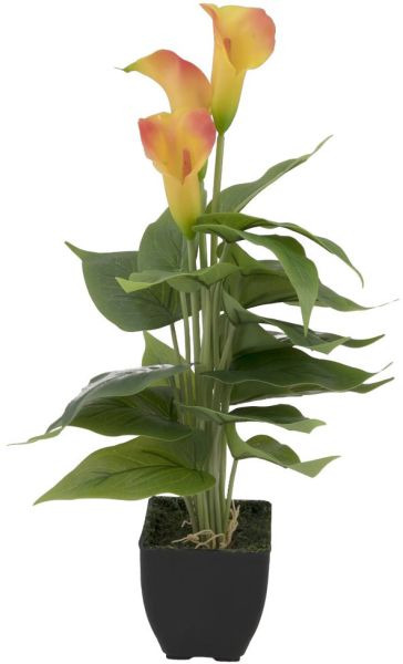 EUROPALMS Calla mini, gelb orange, 43cm