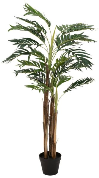 EUROPALMS Areca Palme, 110cm